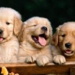 Ecommerce Careers: Petco seeks a Director, Subscription Services (San Diego, CA 92127)